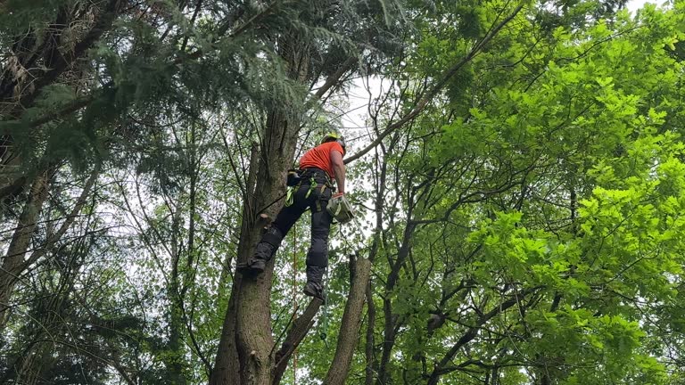 How Our Tree Care Process Works  in Canterwood, WA